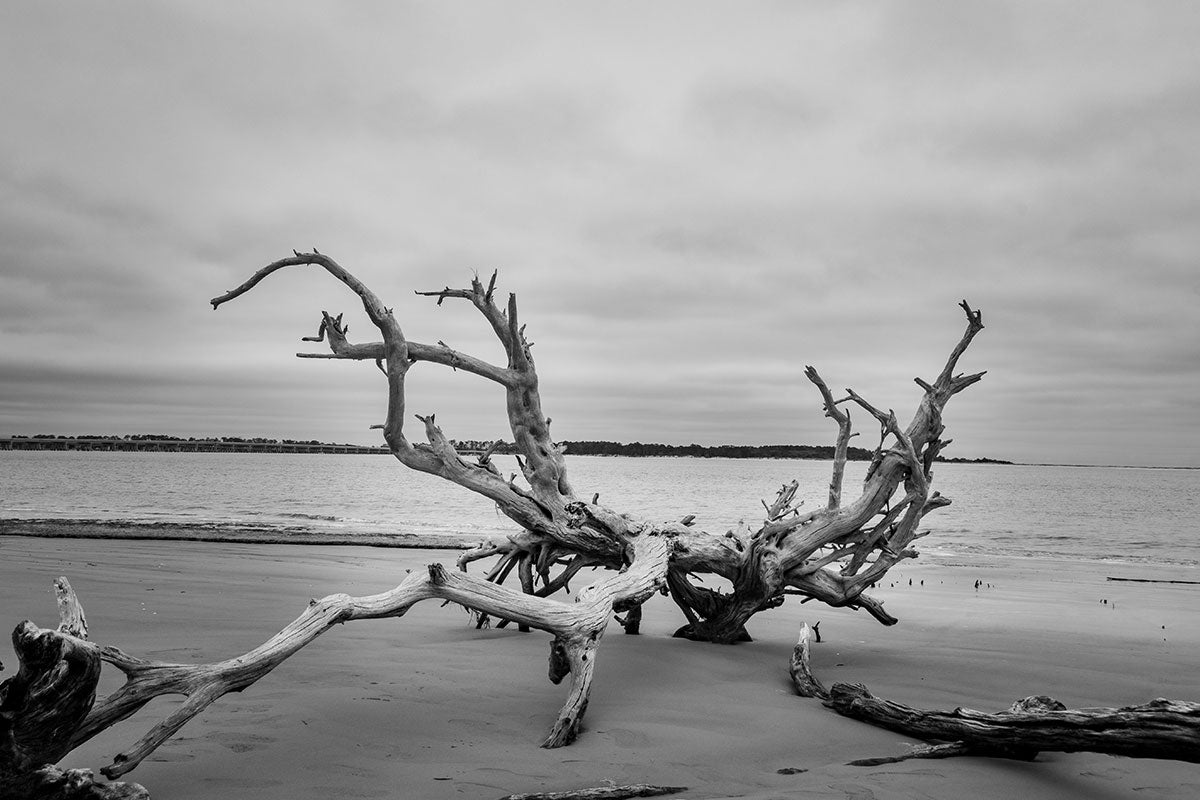 Driftwood on a beach with a cloudy sky