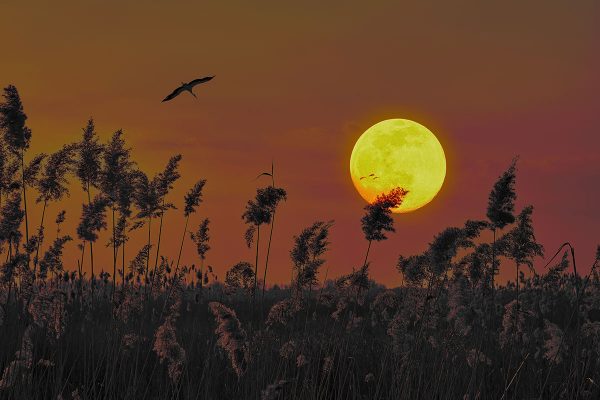 Harvest Moon